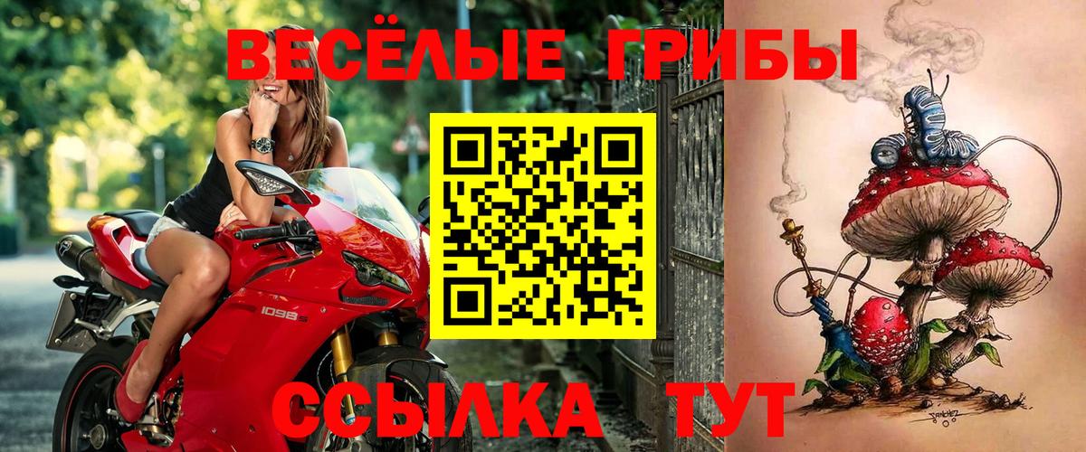 Галлюциногенные грибы GOLDEN TEACHER  Галлюциногенные грибы Psilocybe  Белореченск 